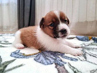 Choco Jack Russell Terrier ZKwP FCI - 3