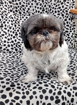 Sprzedam Shih tzu - 3