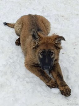 Suczka owczarek niemiecki długowłosy - 3