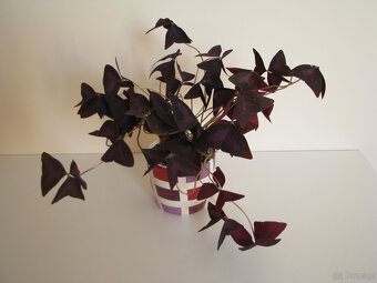 Szczawik trójkątny purpurowy na taras do mieszkania oranżeri - 3