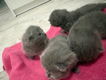 Koty brytyjskie niebieskie krótkowłose z rodowodem - 3