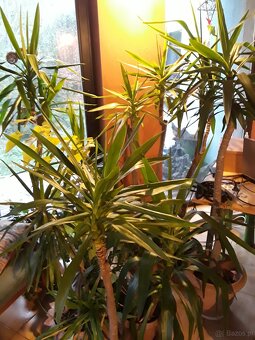 Kiaty doniczkowe - 3