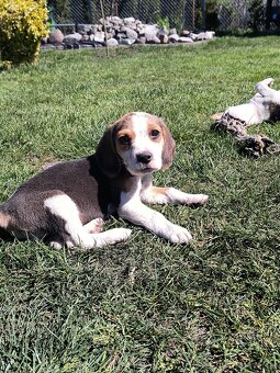 Beagle - 3