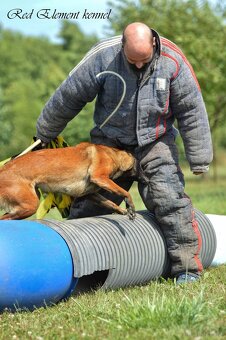 Owczarek belgijski malinois z rodowodem FCI - 3