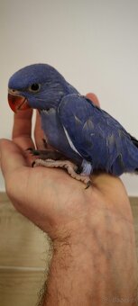 Alwksandretty wielke, kakadu ruzove - 3