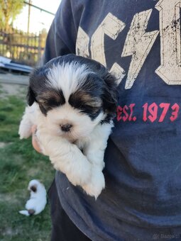 Suczki shih -tzu - 3
