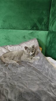 Kot, kotka, brytyjskie krótkowłose z legalnej hodowli - 3