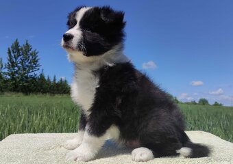 Piękny czarno-biały Border Collie, pies ZAFIR z hodowli, peł - 3