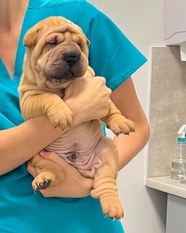 Hodowla rasy shar pei Red Folds przed. szczeniąt ur.22.06.20 - 3