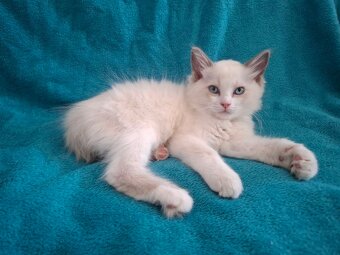 Rodowodowe kocięta Ragdoll - gotowe do zamieszkania - 3
