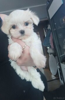 Maltańczyki szczeniaki , maltańczyk - 3