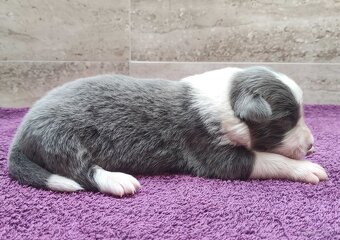 Rasowy Pies Border Collie - Szczeniak WINTER z pełną dok. z - 3