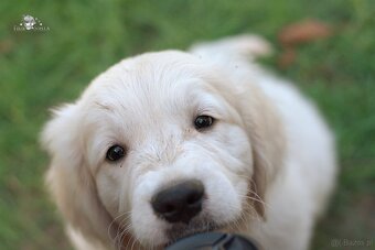 Sprzedam psa golden retriever ZkwP/FCI - 3