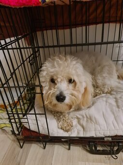 Coton de tulear pies dorosły - 3