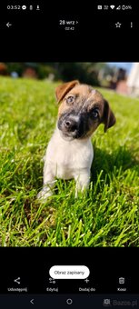 Jack Russell Terrier - suczka - nie do hodowli - 3