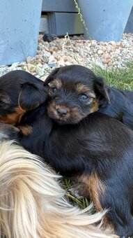 Suczki rasy yorkshire terrier - 3