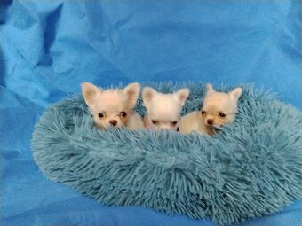 Śliczne malutkie chihuahua - 3