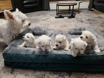 West highland white terrier - 3