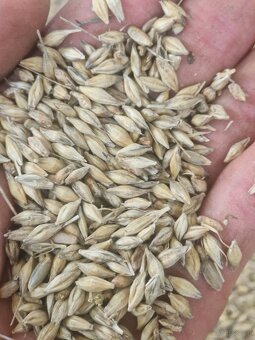 Zboże .jęczmień ozimy - 3