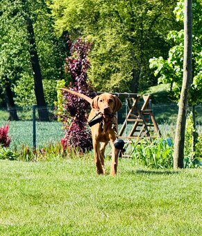 Wyżeł węgierski - 5-mies. suczka z rodowodem+duża wyprawka - 3