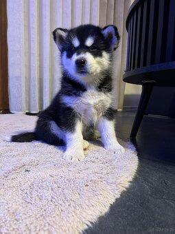 Alaskan Malamute szczeniaki - 3