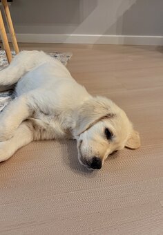 Sprzedam szczeniaka golden retrievera (3,5 miesiąca) - 3