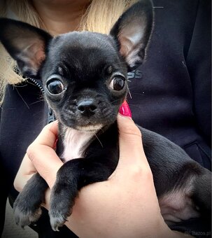 Chihuahua szczeniak - 3