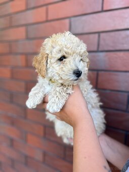 Poochon - 3