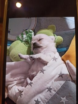 Chihuahua z rodowodem FCI. - 3