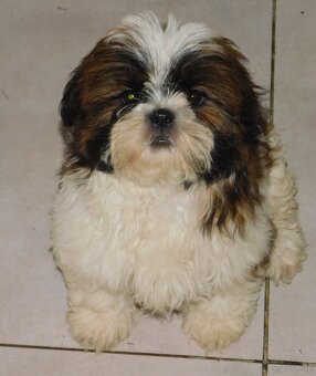 Szczeniaki shih tzu - 3