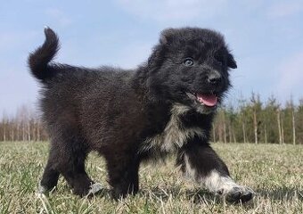 Border Collie - Pies do pasienia na gospodarstwo, pełna dok. - 3