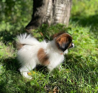 Spaniel kontynentalny miniaturowy, phalene, nie papillon FCI - 3