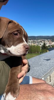 American Bully XL - 3