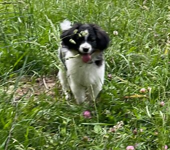 Spaniel kontynentalny miniaturowy, phalene, nie papillon FCI - 3