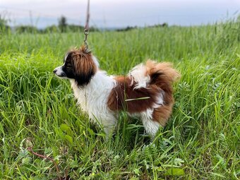 Spaniel kontynentalny miniaturowy, phalene, nie papillon FCI - 3