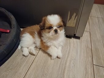 Pieski shih tzu - 3