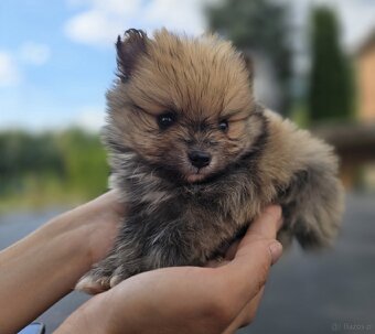 Szpic miniaturowy pomerania - 3