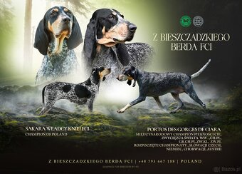 MAŁY GOŃCZY GASKOŃSKI FCI - 3