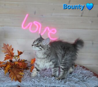 Kocięta bez ogonów Kurylski Bobtail - 3