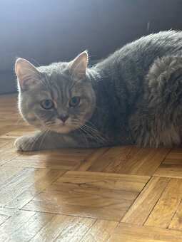 Sprzedam piękną brytyjską kotkę krótkowłosą 🐱 - 3