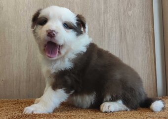 Rasowa suczka Border Collie z pełną dok. przebadani rodzice - 3