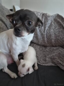 Sprzedam pieska chihuahua - 3
