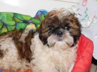 Piesek shih tzu - 3