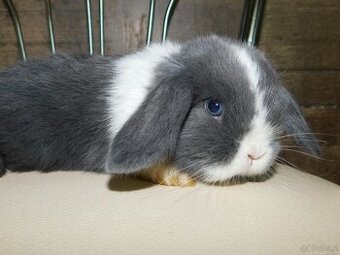 Cudowne baranki mini lop niebieskie - 3