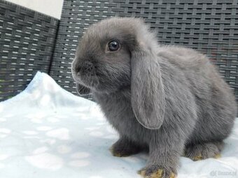 Cudowne baranki mini lop niebieskie - 3