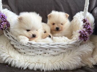 SZPIC MINIATUROWY POMERANIAN PIĘKNE SUNIE I PIESKI - 3