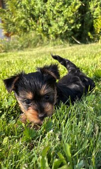 Dwie suczki – australijski silky terrier - 3