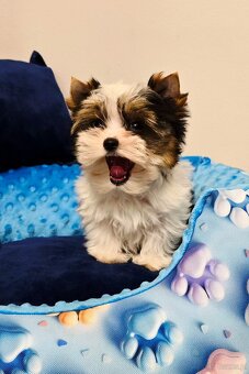 Biewer Yorkshire Terrier cudowny piesek - 3