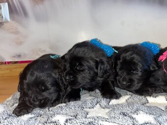 Nowofundland Kennel Club - 3