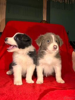 Border collie PsiPatrol.PL Canis e Catus - 3